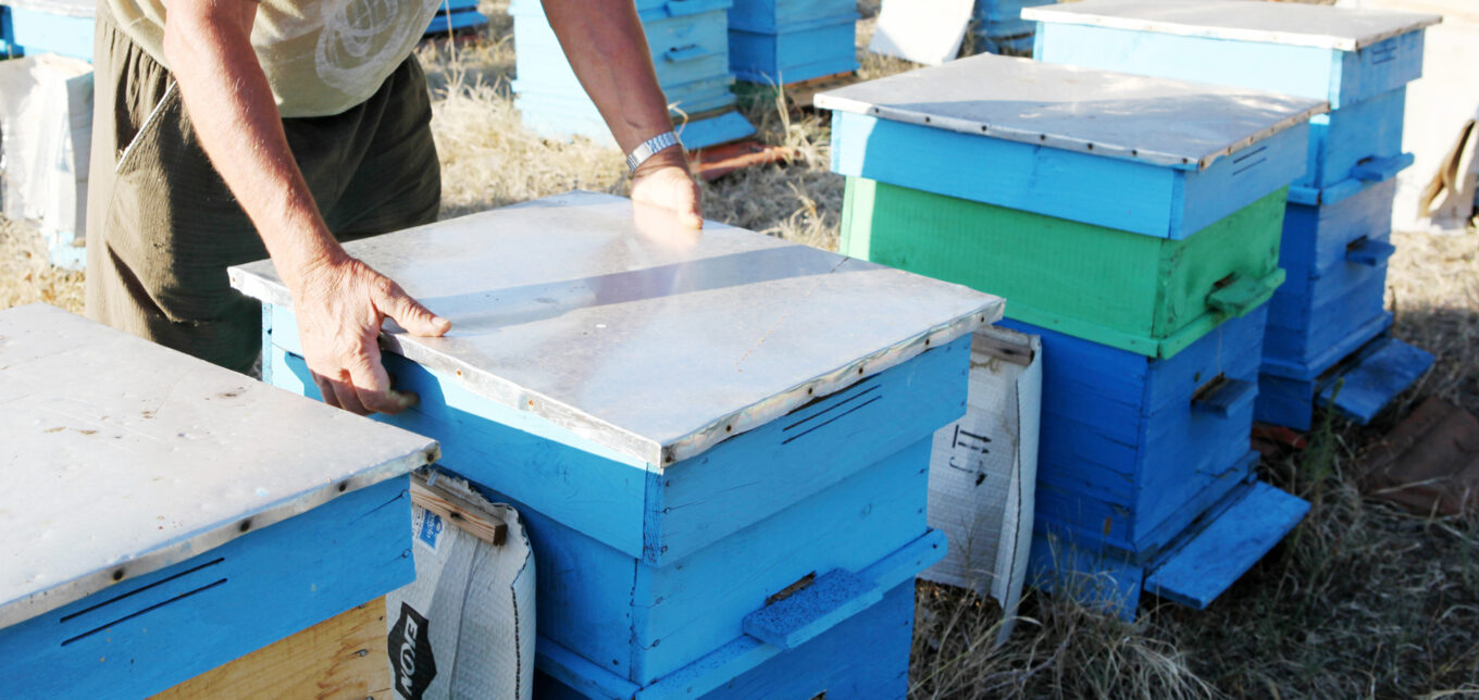 Ep. 161 Overwintering Bees: What Do Bees Do in the Winter? – Mother Earth News - Vimarsana News